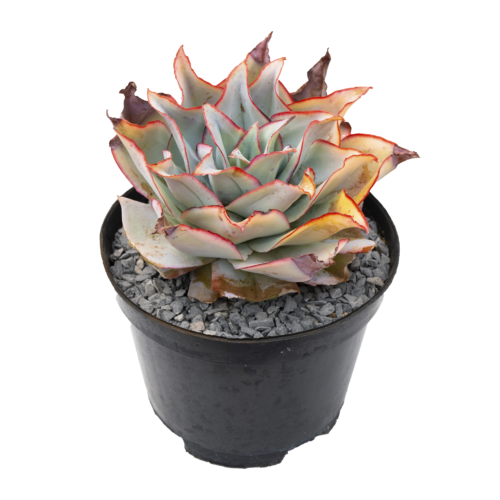 Echeveria subrigida