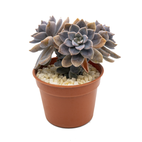 Graptopetalum trujilloi