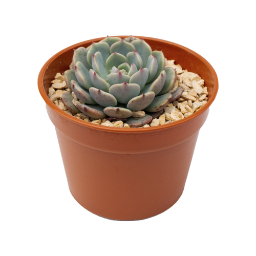 Echeveria taximaroa
