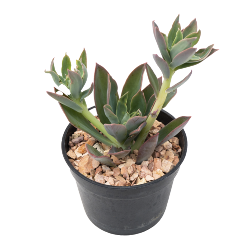 Echeveria tencho