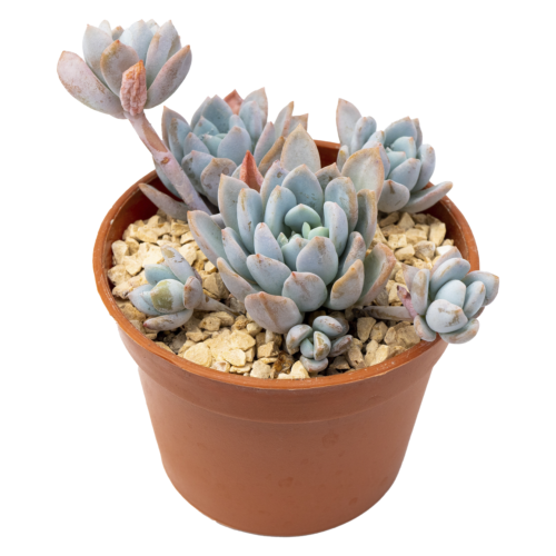 Echeveria 'Tequila'