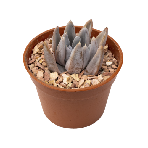 Echeveria tolimanensis