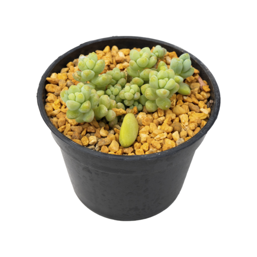 Sedum treleasei