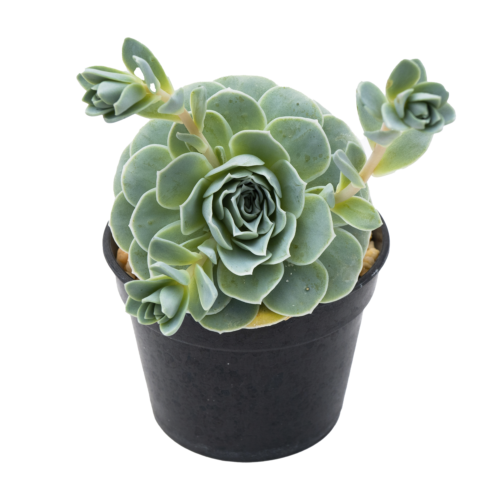 Echeveria uhlii subsp. coelestis