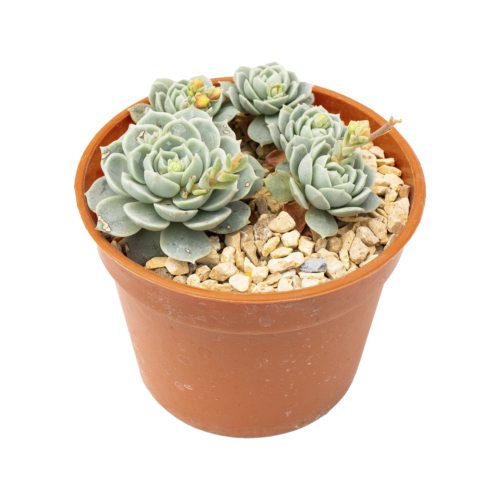 Echeveria uhlii ssp. uhlii