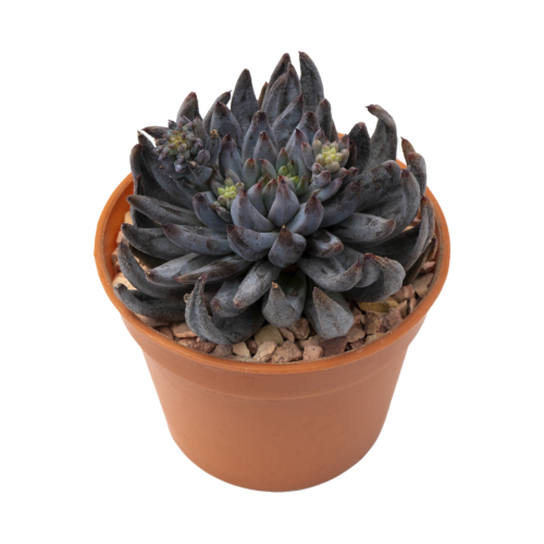 Echeveria unguiculata