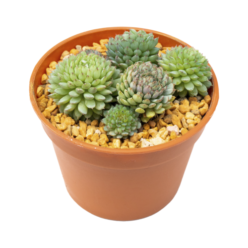 Echeveria Vincent Catto
