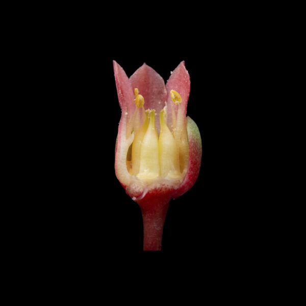 Pachyphytum viscidum