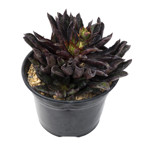Echeveria walpoleana