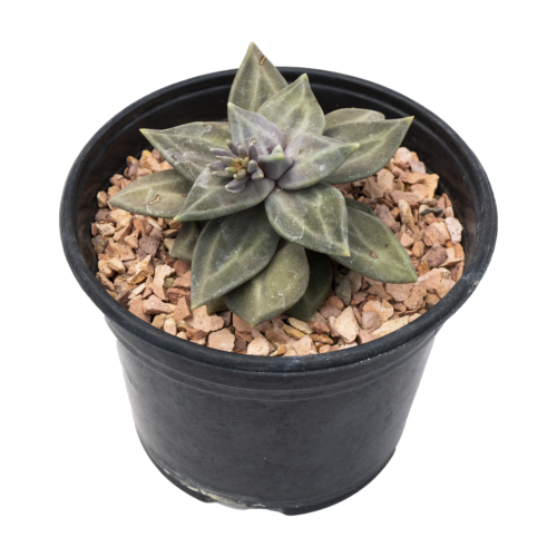 Echeveria xichuensis