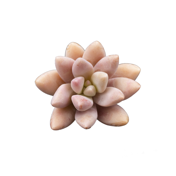 xGraptosedum 'Darley-Sunshine'