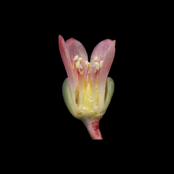 Pachyphytum huastecanum