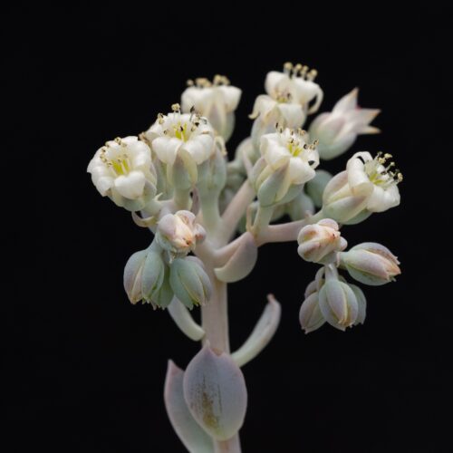 Dudleya britonii