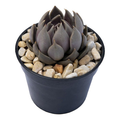 Echeveria tobarensis