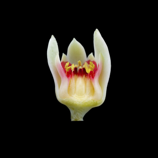 Pachyphytum viride