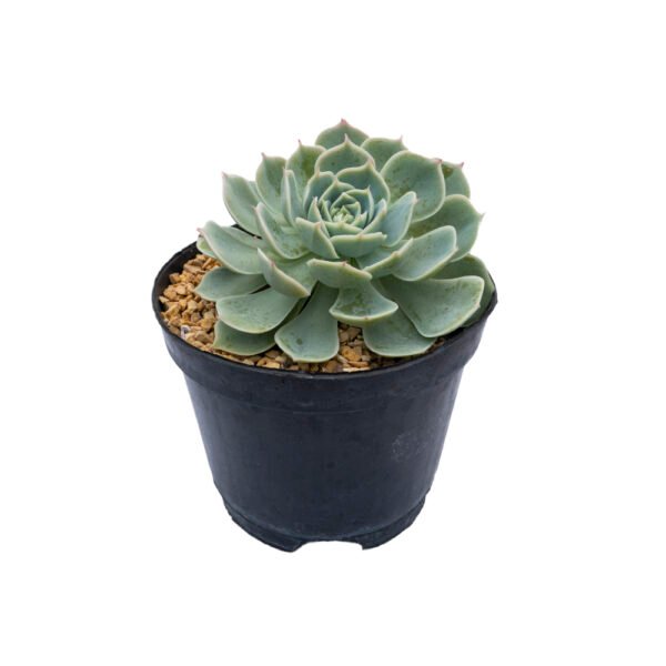 Echeveria secunda × Echeveria elegans