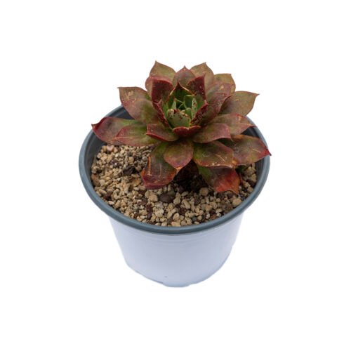 Echeveria longissima  var. longissima × Echeveria longissima var. aztatlensis