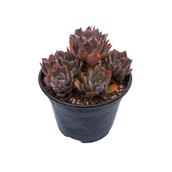 Echeveria azulita × Echeveria badiae