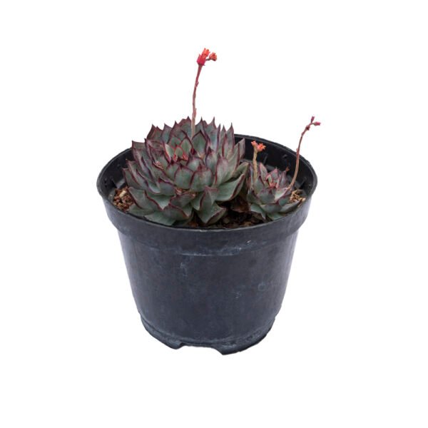 Echeveria tetelaensis × Echeveria badiae