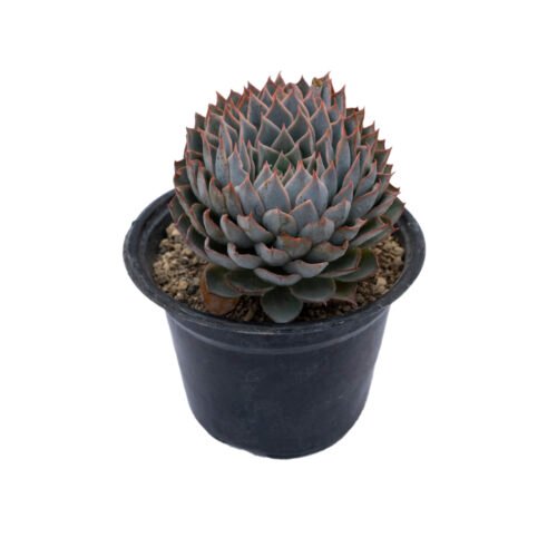 Echeveria peacockii × Echeveria tetelaensis