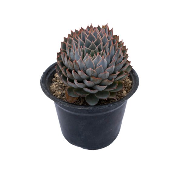 Echeveria peacockii × Echeveria tetelaensis