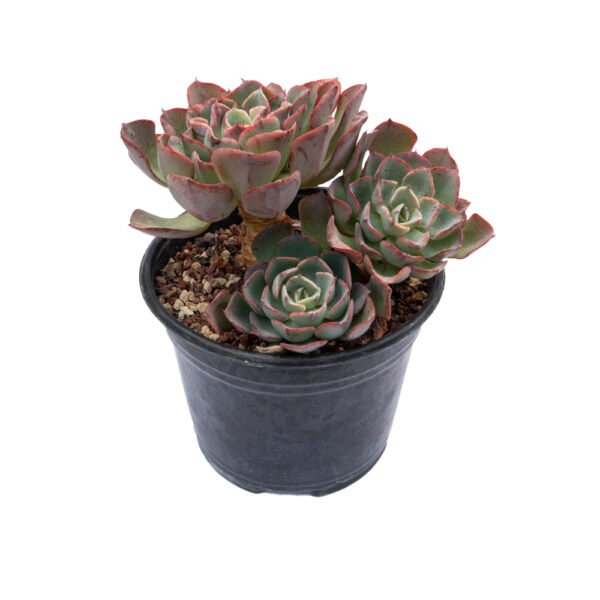 Echeveria 'Raindrops' ×  Echeveria strictiflora