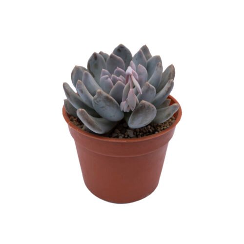 Pachyphytum glutinicaule × Echeveria laui