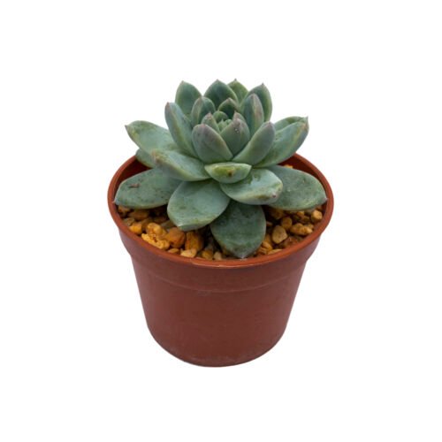 Echeveria colorata × Echeveria tolimanensis