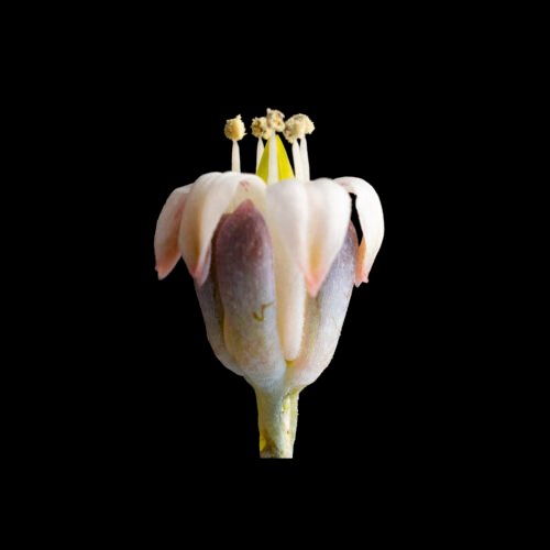 Sedum alienum nom. prov.