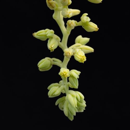 Cremnophila linguifolia