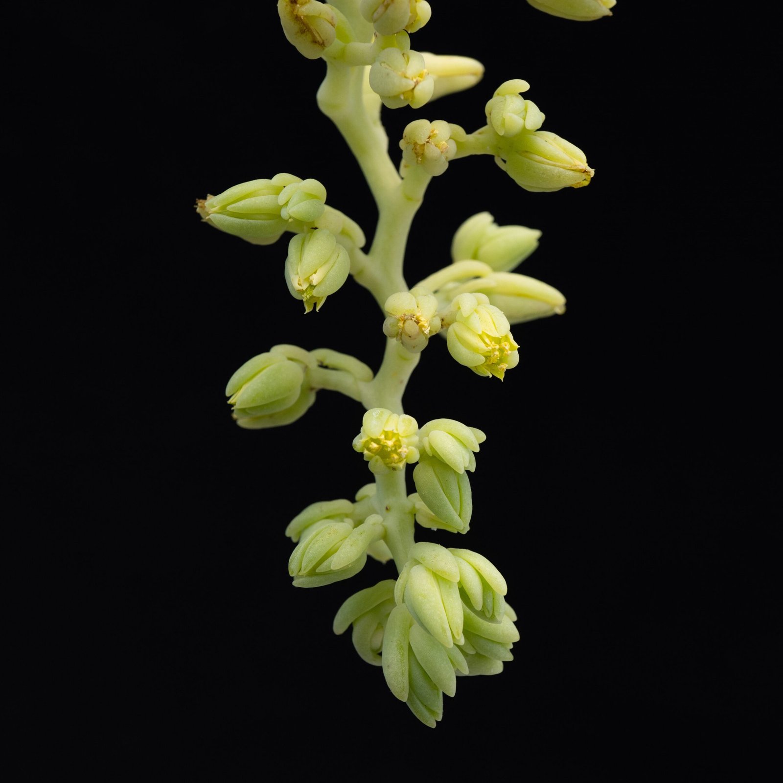 Cremnophila linguifolia