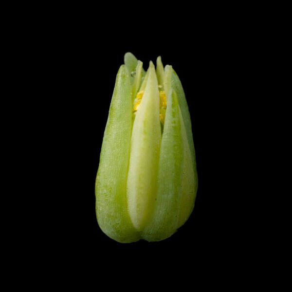 LINGUIFOLIA 2 Cremnophila linguifolia