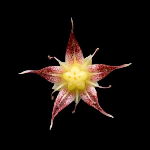 MACDOUGALLII Graptopetalum macdougallii