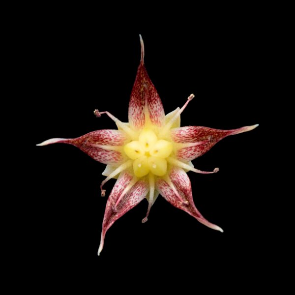 Graptopetalum macdougallii