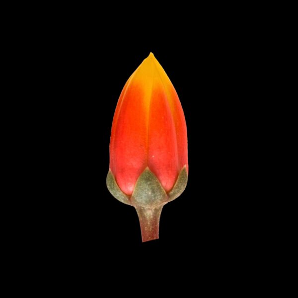 Echeveria purpusorum