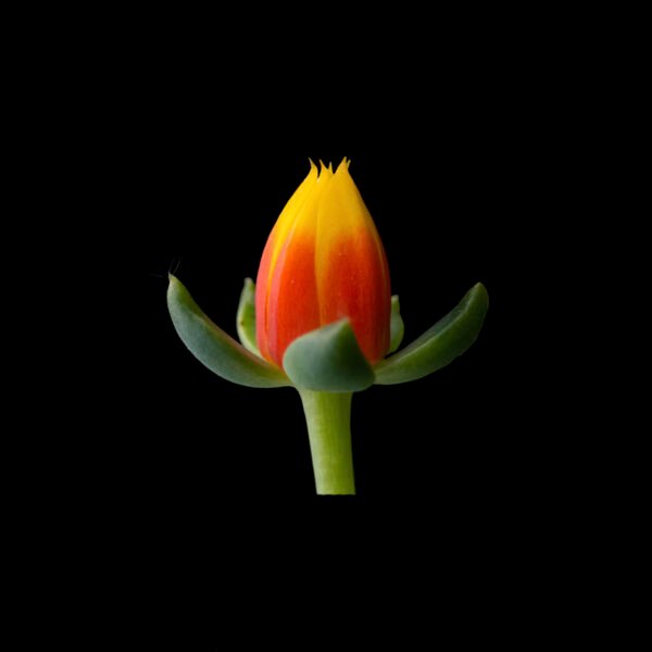 Echeveria setosa var. oteroi