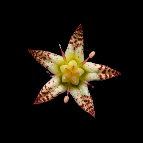 TRUJILLOI Graptopetalum trujilloi