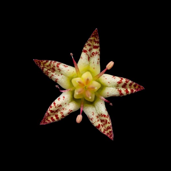 Graptopetalum trujilloi