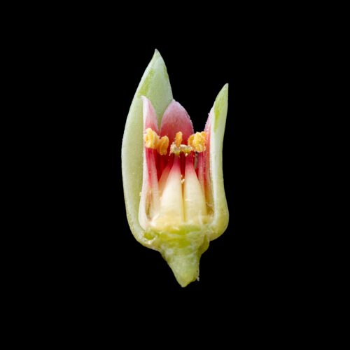 fittkaui Pachyphytum fittkaui