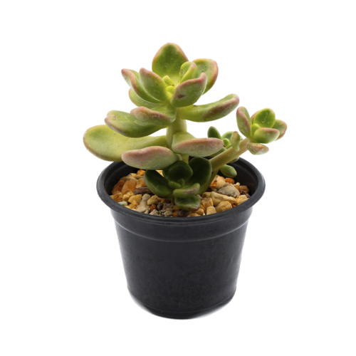 Cremnophila linguifolia