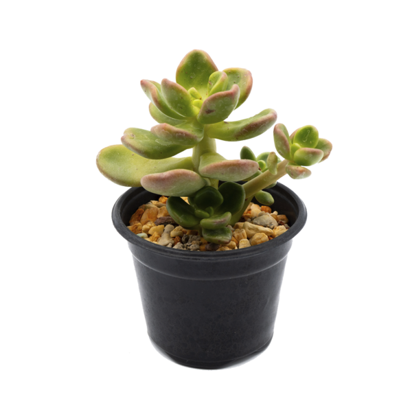 Cremnophila linguifolia