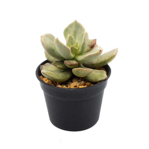 Cremnophila tetzmitlia