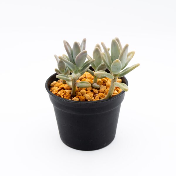 Pachyphytum werdermannii