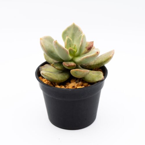 Cremnophila tetzmitlia