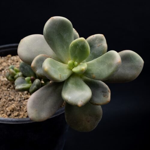 Cremnophila linguifolia