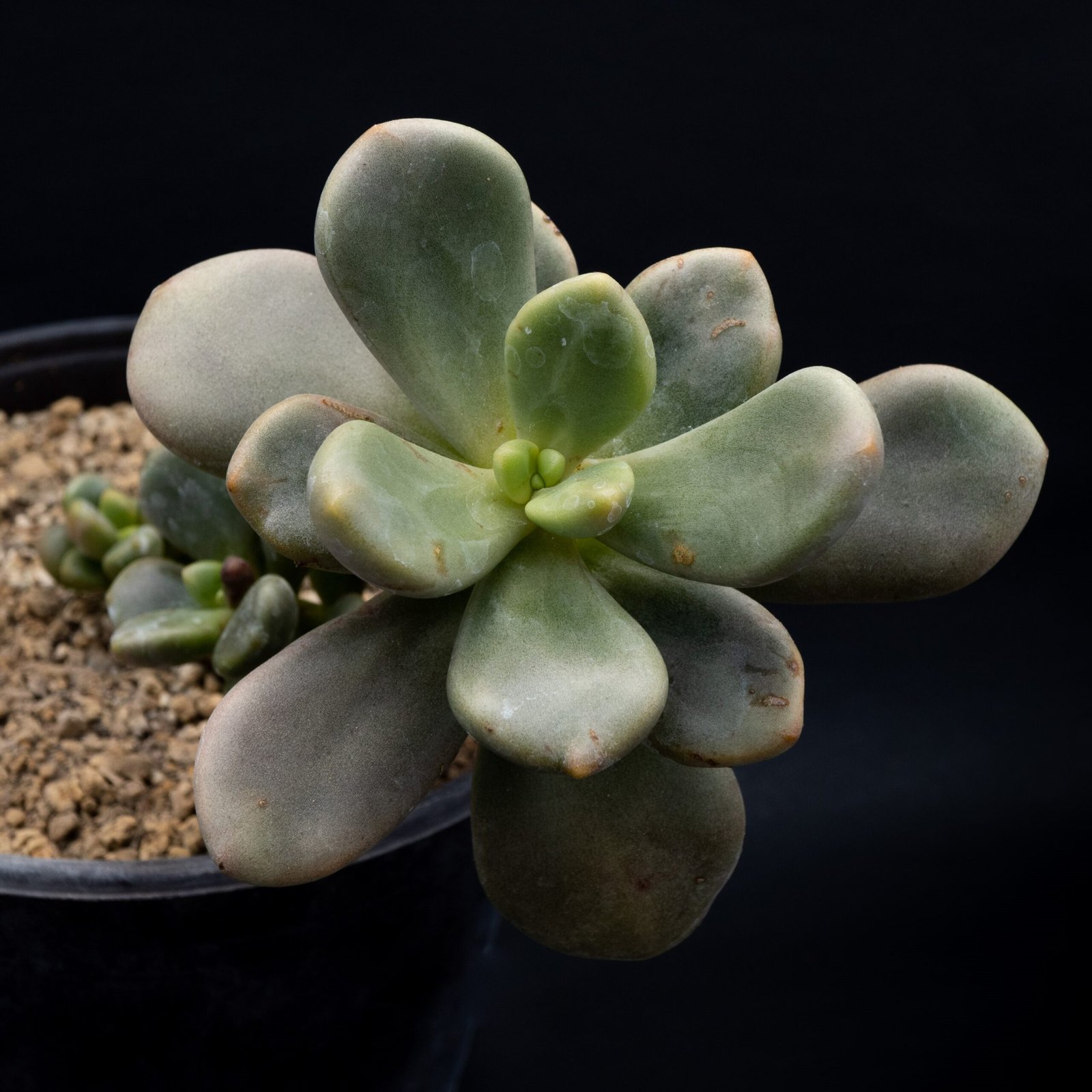 Cremnophila linguifolia