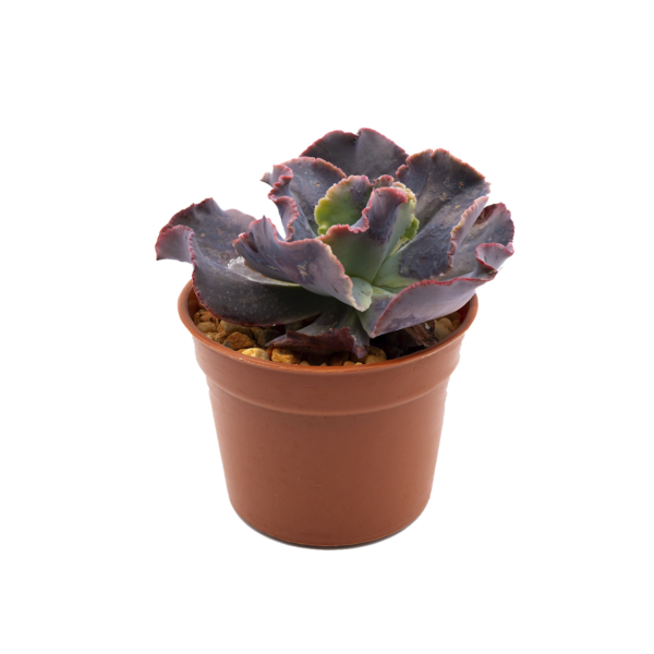 Echeveria altamirae