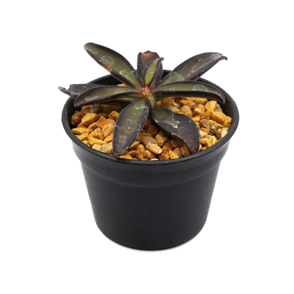 Echeveria semivestita var. floresiana