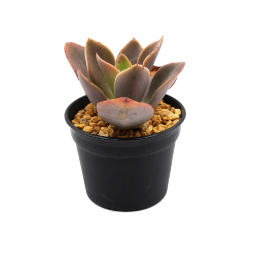 Echeveria sotoi
