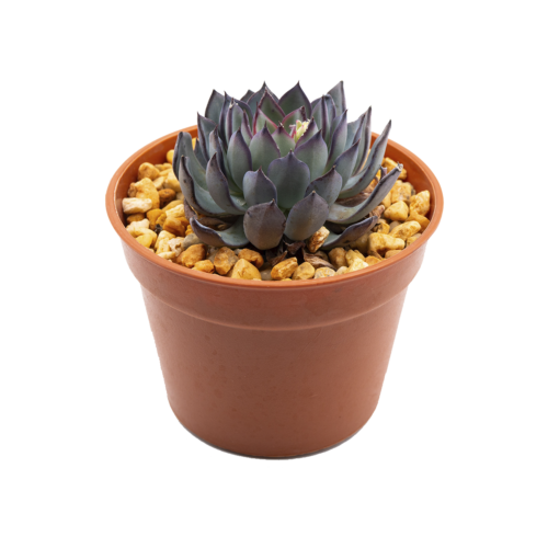 Echeveria tetelaensis